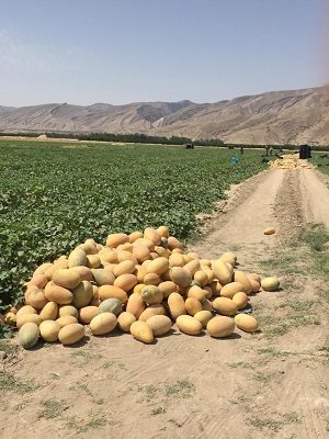 تسطیح اراضی کشاورزی پایاب سد سلمان فارسی آغاز شد