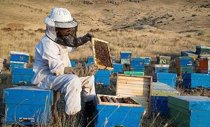 به منظور رونق تولید و ایجاد اشتغال؛ زنبورداران مشمول دریافت تسهیلات شدند