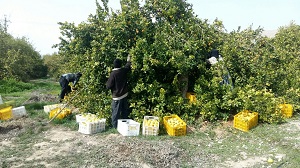 برداشت لیمو شیرین از بزرگ ترین قطب تولید دنیا