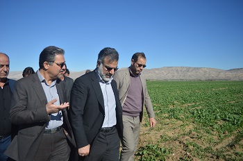در سفر یک روزه رئیس جهاد کشاورزی فارس از کشاورزی قیروکارزین بازدید شد