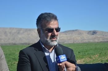 سطح سبز 100 درصدی بزرگترین مزرعه کلزای فارس