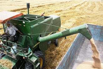 افزایش 20 درصدی خرید گندم در قیروکارزین