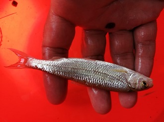 رها سازی 20 هزار قطعه بچه ماهی در قیروکارزین