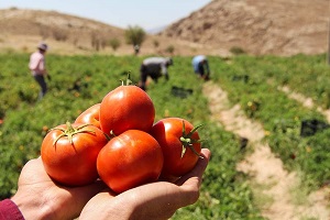 مدیر جهاد کشاورزی شهرستان قیروکارزین: آغاز ساماندهی کاشت گوجه فرنگی بهاره